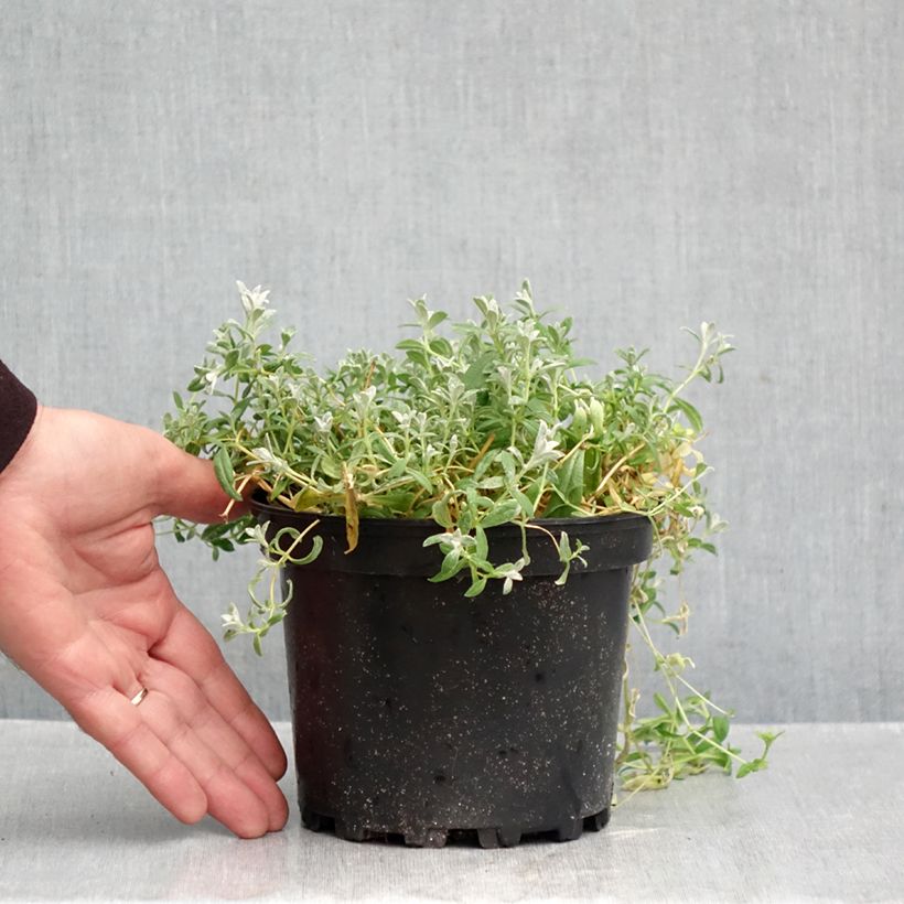 Exemplaar van Cerastium tomentosum var. columnae - Viltige hoornbloem Pot van 2 l/3 l zoals geleverd in de herfst