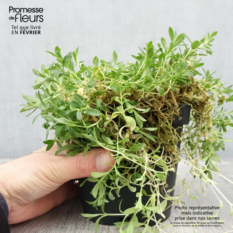 Example of Cerastium tomentosum var. columnae - Viltige hoornbloem Pot van 2 l/3 l as you get in hiver