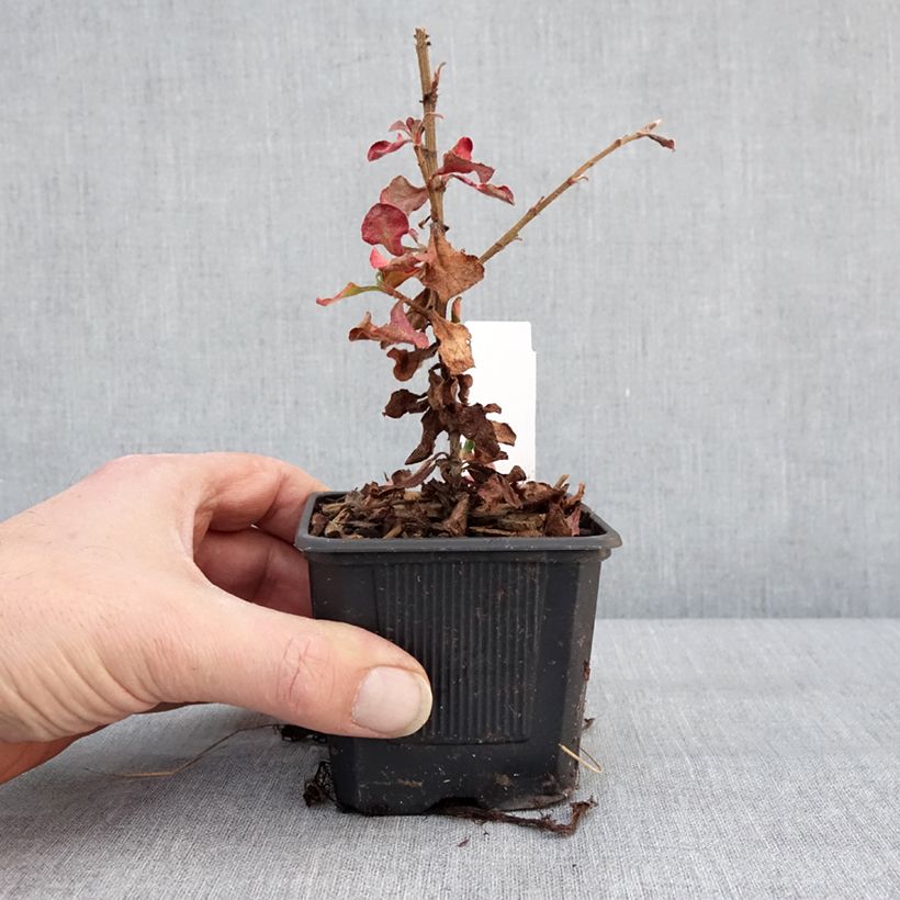 Example of Ceratostigma griffithii, Dentelaire Kweekpotje van 8/9 cm as you get in hiver