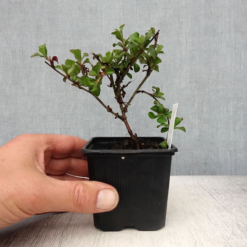 Exemplaar van Ceratostigma griffithii - Loodkruid Kweekpotje van 8/9 cm zoals geleverd in de lente