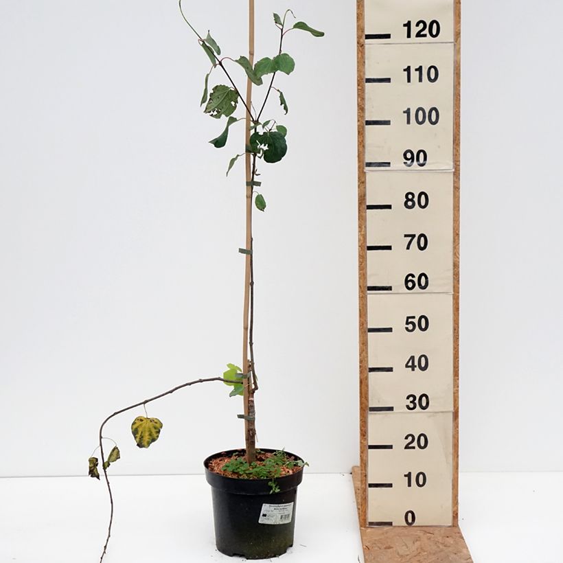 Example of Cercidiphyllum japonicum Amazing Grace - Arbre à caramel pleureur Pot van 7,5 l/10 l as you get in automne