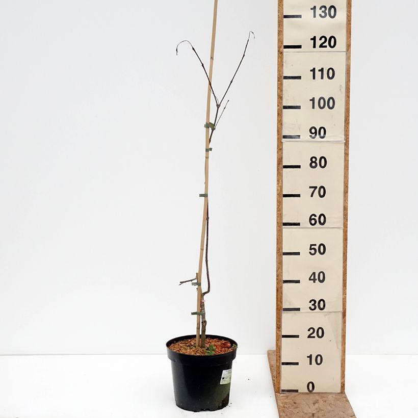 Exemplaar van Cercidiphyllum japonicum Amazing Grace - Katsuraboom Pot van 7,5 l/10 l zoals geleverd in de winter