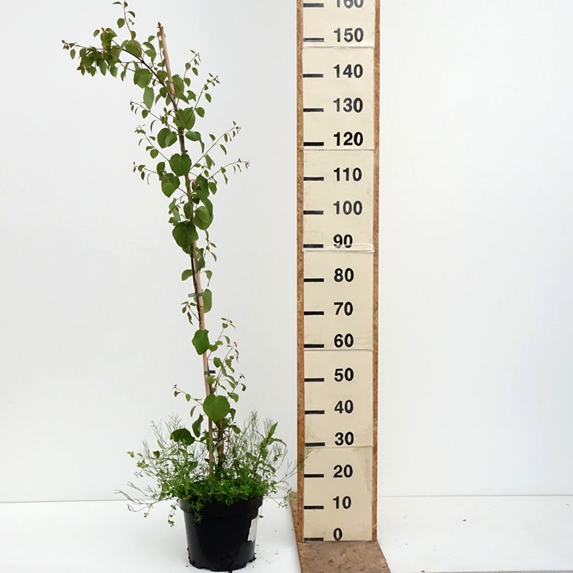 Exemplaar van Cercidiphyllum japonicum Amazing Grace - Katsuraboom Pot van 7,5 l/10 l zoals geleverd in de lente
