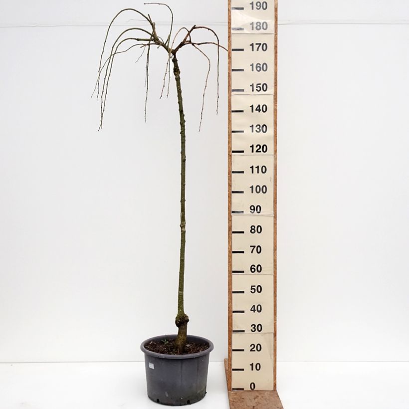 Exemplaar van Cercidiphyllum japonicum Pendulum - Katsuraboom Pot van 7,5 l/10 l, Kroonhoogte zoals geleverd in de winter