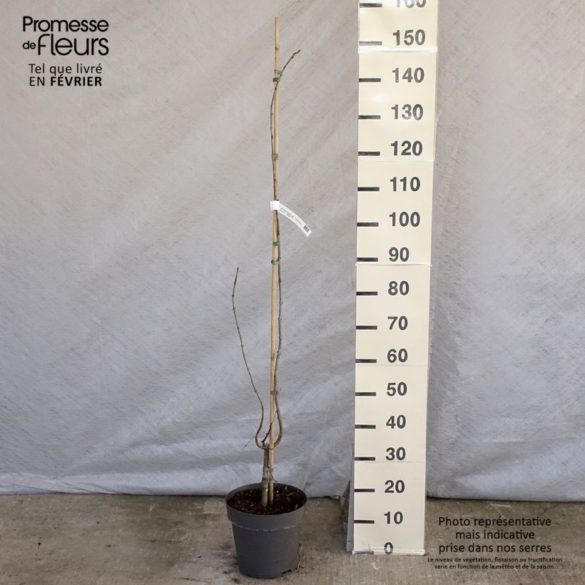 Example of Cercidiphyllum japonicum Pendulum - Arbre à caramel Pot van 4 l/5 l as you get in hiver