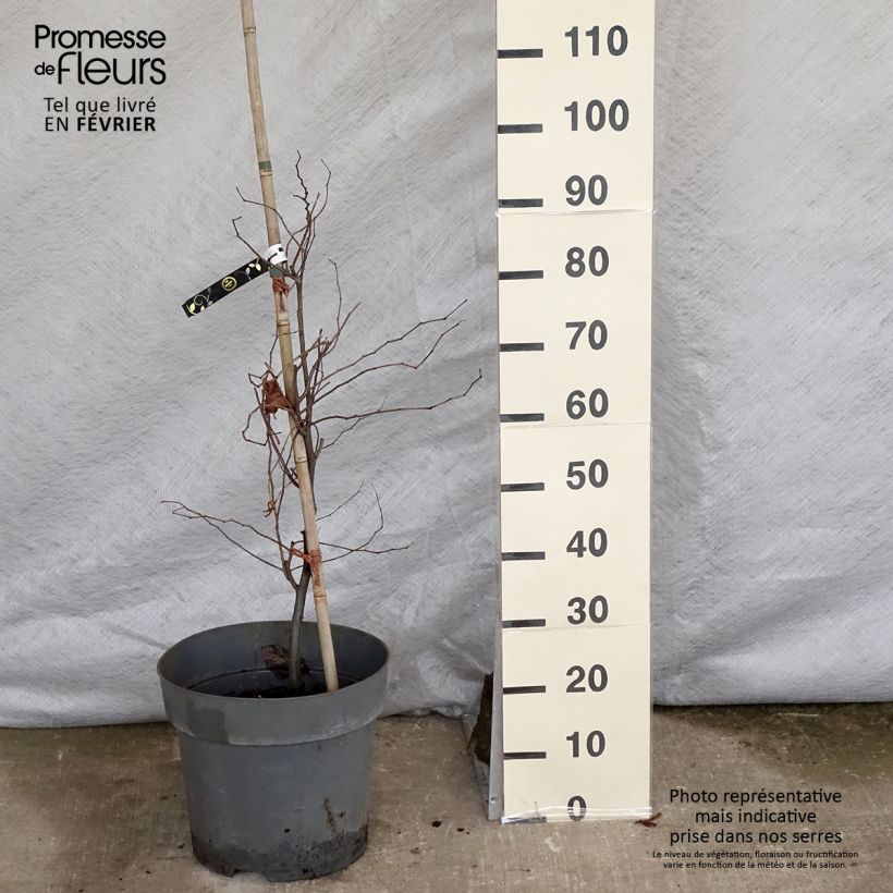 Example of Cercis canadensis Eternal Flame - Amerikaanse Judasboom Pot van 12 l/15 l as you get in hiver