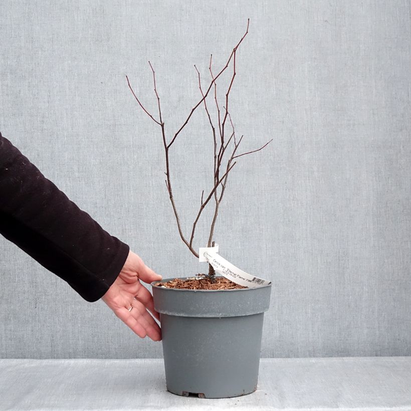 Exemplaar van Cercis canadensis Eternal Flame - Amerikaanse Judasboom Pot van 4 l/5 l zoals geleverd in de winter