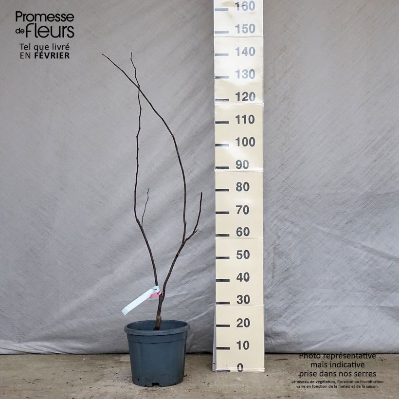 Example of Cercis canadensis Forest Pansy - Amerikaanse Judasboom Pot van 7,5 l/10 l as you get in hiver