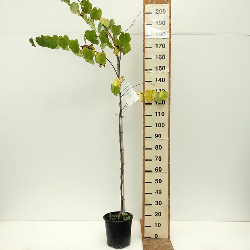 Exemplaar van Cercis canadensis - Amerikaanse Judasboom Pot van 7,5 l/10 l zoals geleverd in de zomer