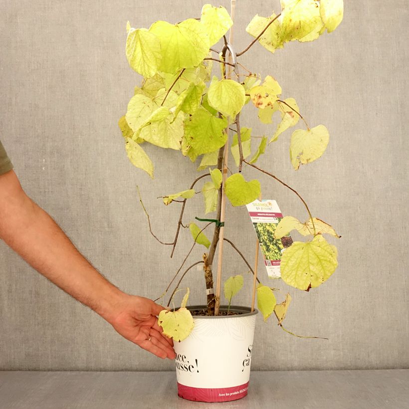 Exemplaar van Cercis canadensis Golden Falls - Amerikaanse Judasboom Pot van 4 l/5 l, Kroonhoogte zoals geleverd in de zomer