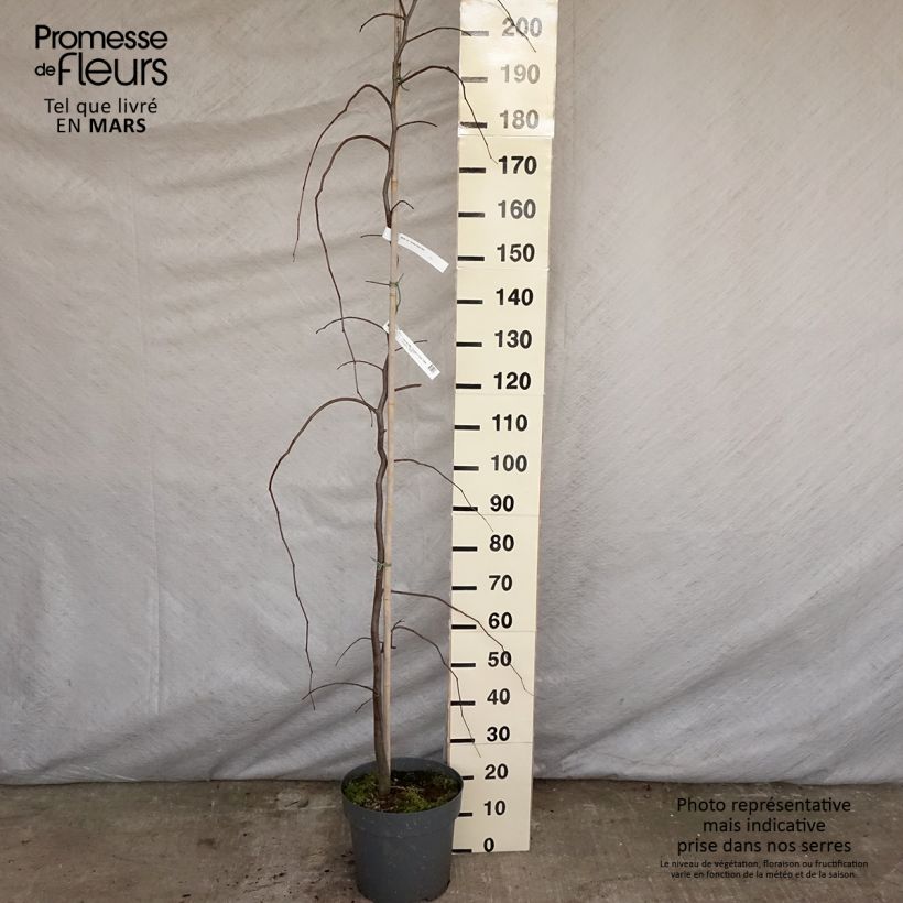 Exemplaar van Cercis canadensis Golden Falls - Amerikaanse Judasboom Pot van 4 l/5 l, Kroonhoogte zoals geleverd in de lente