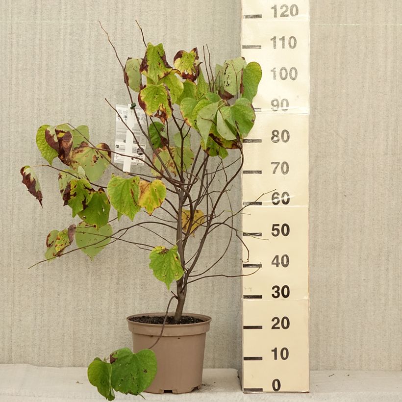 Exemplaar van Cercis canadensis Hearts of Gold - Amerikaanse Judasboom Pot van 7,5 l/10 l zoals geleverd in de herfst