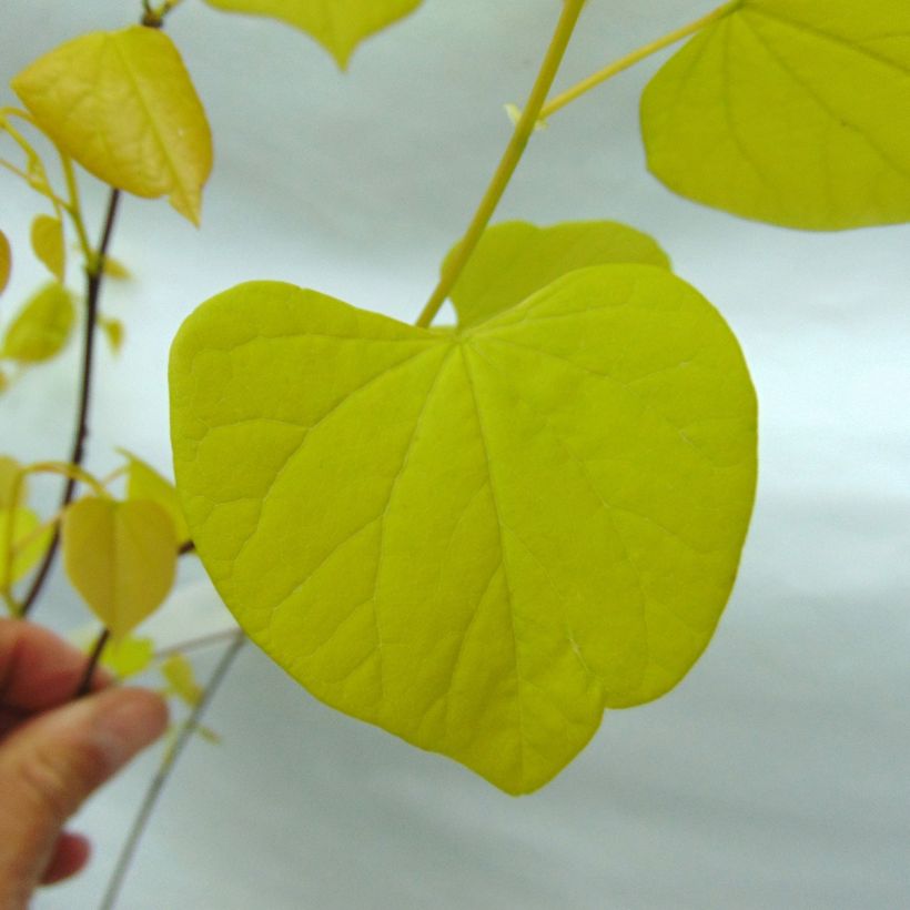 Cercis canadensis Hearts of Gold - Amerikaanse Judasboom (Foliage)