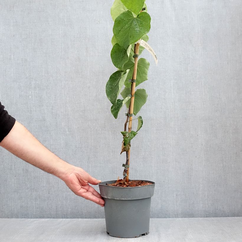 Exemplaar van Cercis canadensis Lavender Twist - Amerikaanse Judasboom Pot van 3 l/4 l zoals geleverd in de herfst