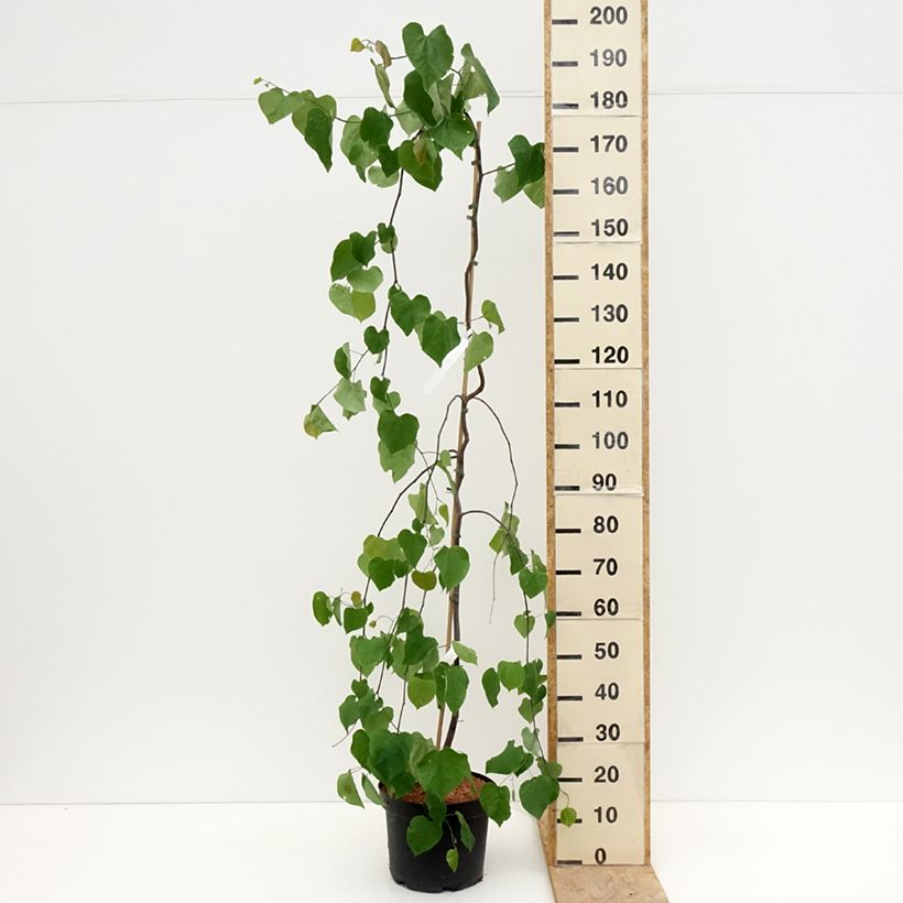 Exemplaar van Cercis canadensis Lavender Twist - Amerikaanse Judasboom Pot van 7,5 l/10 l zoals geleverd in de lente