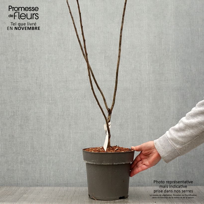 Exemplaar van Cercis canadensis Little Woody - Amerikaanse Judasboom Pot van 3 l/4 l zoals geleverd in de herfst