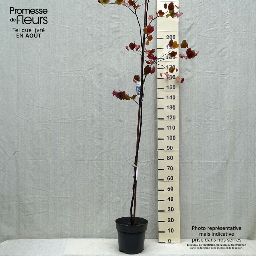 Exemplaar van Cercis canadensis Merlot - Amerikaanse Judasboom Pot van 6 l/7 l zoals geleverd in de zomer