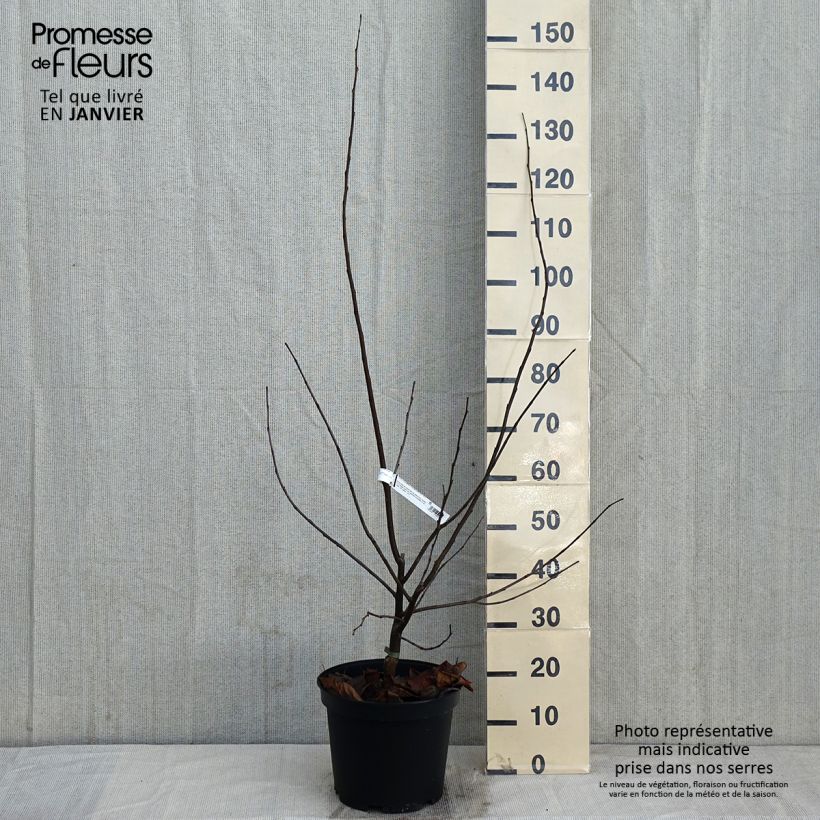 Example of Cercis canadensis Pink Pom Pom's - Gainier du Canada Pot van 7,5 l/10 l as you get in hiver