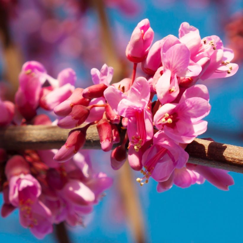 Cercis canadensis Red Force - Amerikaanse Judasboom (Flowering)