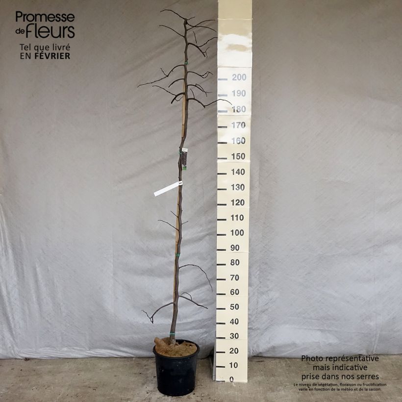 Example of Cercis canadensis Ruby Falls - Amerikaanse Judasboom Pot van 7,5 l/10 l as you get in hiver