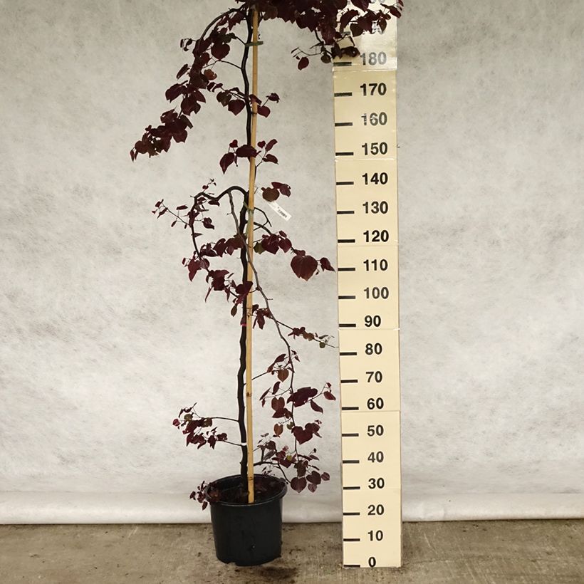 Exemplaar van Cercis canadensis Ruby Falls - Amerikaanse Judasboom Pot van 7,5 l/10 l zoals geleverd in de lente