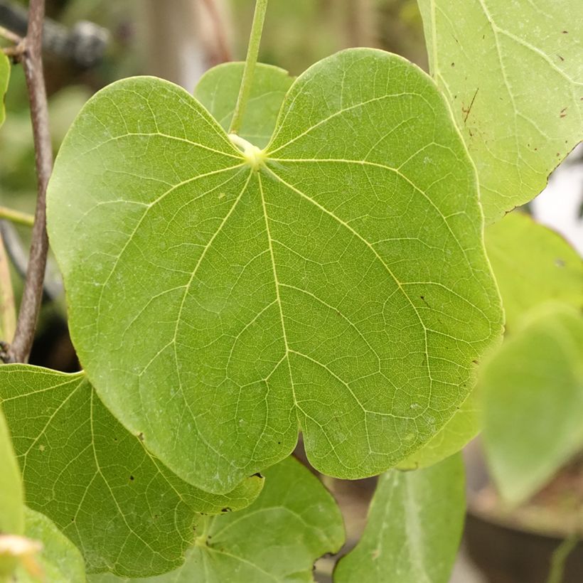 Cercis canadensis Texas White - Amerikaanse Judasboom (Blad)