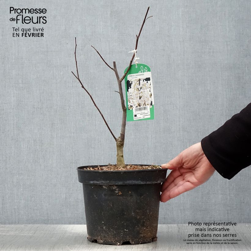 Example of Cercis canadensis Texas White - Gainier du Canada Pot van 4 l/5 l as you get in hiver