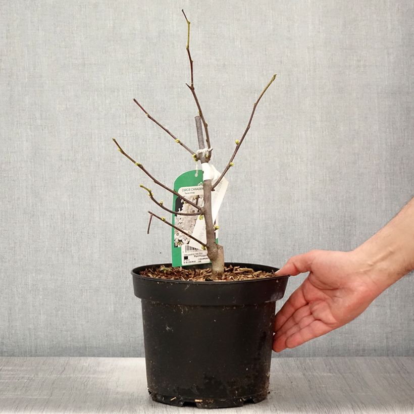 Exemplaar van Cercis canadensis Texas White - Amerikaanse Judasboom Pot van 4 l/5 l zoals geleverd in de lente
