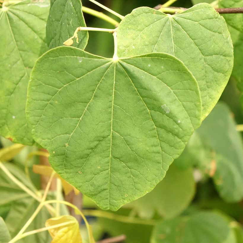 Cercis canadensis The Rising Sun - Amerikaanse Judasboom (Blad)