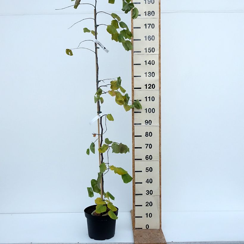 Example of Cercis canadensis Traveller - Arbre de Judée Pot van 7,5 l/10 l as you get in automne