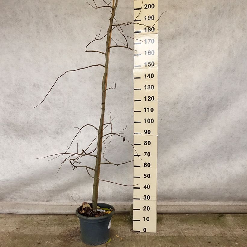 Exemplaar van Cercis canadensis Vanilla Twist - Amerikaanse Judasboom Pot van 4 l/5 l, Kroonhoogte zoals geleverd in de herfst