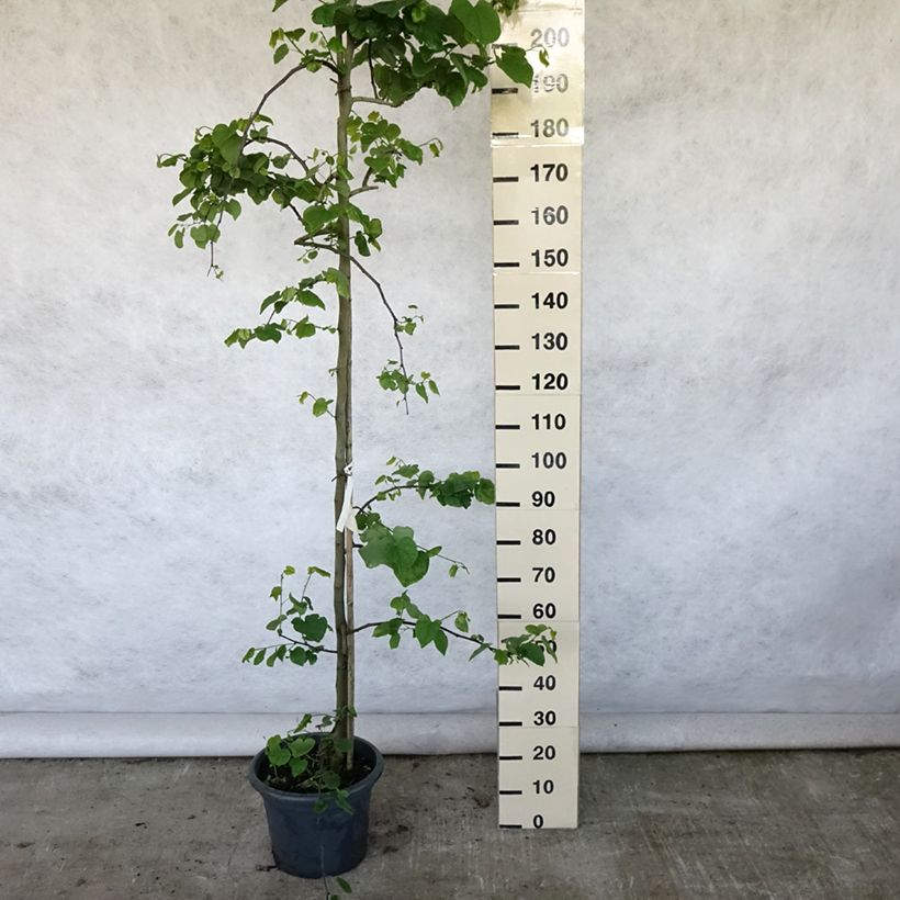 Exemplaar van Cercis canadensis Vanilla Twist - Amerikaanse Judasboom Pot van 4 l/5 l, Kroonhoogte zoals geleverd in de zomer