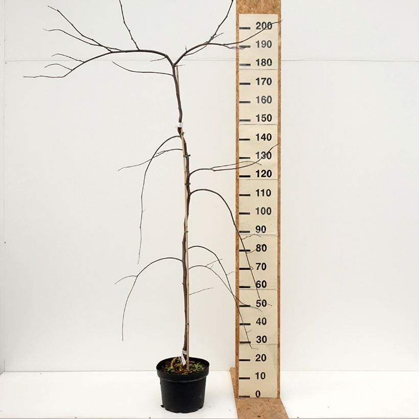 Exemplaar van Cercis canadensis Vanilla Twist - Amerikaanse Judasboom Pot van 7,5 l/10 l, Half-hoge stam zoals geleverd in de herfst