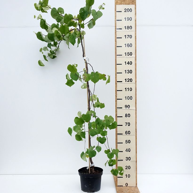 Example of Cercis canadensis Vanilla Twist - Gainier du Canada pleureur blanc Pot van 7,5 l/10 l as you get in ete