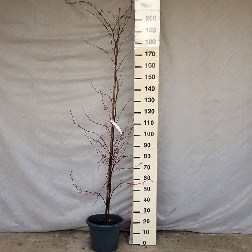 Exemplaar van Cercis canadensis Carolina Sweetheart - Amerikaanse Judasboom Pot van 6 l/7 l zoals geleverd in de lente