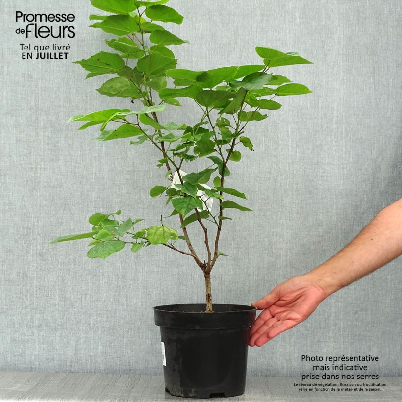 Exemplaar van Cercis chinensis Avondale - Chinese judasboom Pot van 4 l/5 l zoals geleverd in de zomer