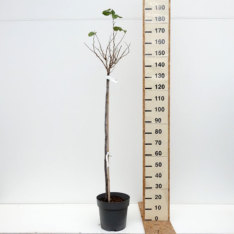 Exemplaar van Cercis chinensis Don Egolf - Chinese judasboom Pot van 12 l/15 l, Stengel zoals geleverd in de herfst