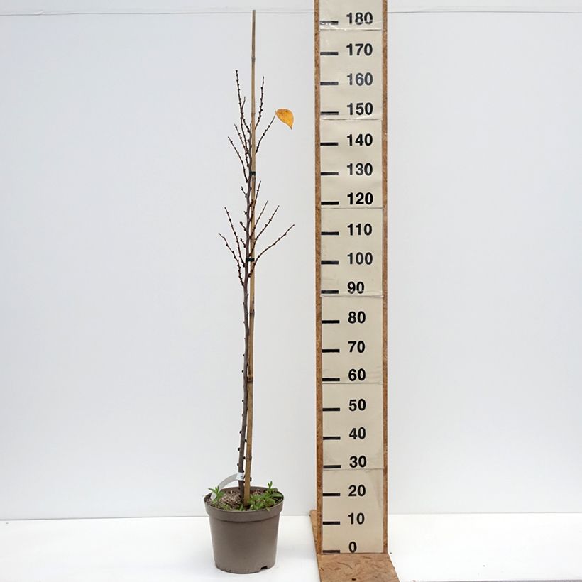 Example of Cercis chinensis Kay's Early Hope - Gainier de Chine Pot van 6 l/7 l as you get in automne