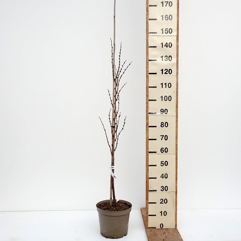 Exemplaar van Cercis chinensis Kays Early Hope - Chinese judasboom Pot van 6 l/7 l, Kroonhoogte zoals geleverd in de winter