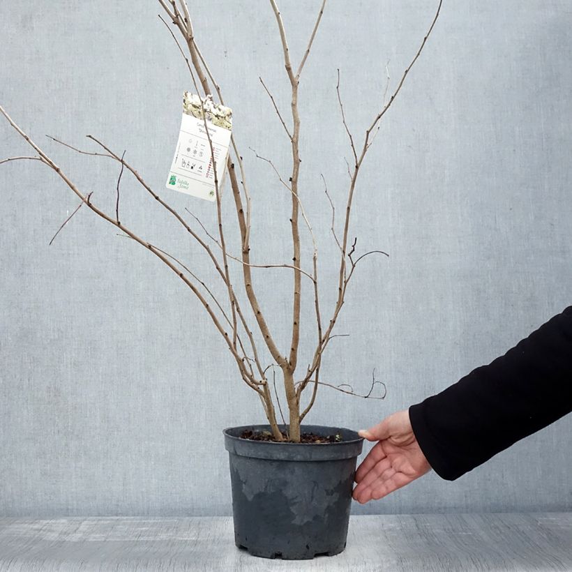 Exemplaar van Cercis chinensis Shirobana - Chinese judasboom Pot van 4 l/5 l zoals geleverd in de herfst