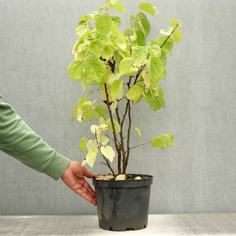 Exemplaar van Cercis chinensis Shirobana - Chinese judasboom Pot van 4 l/5 l zoals geleverd in de zomer
