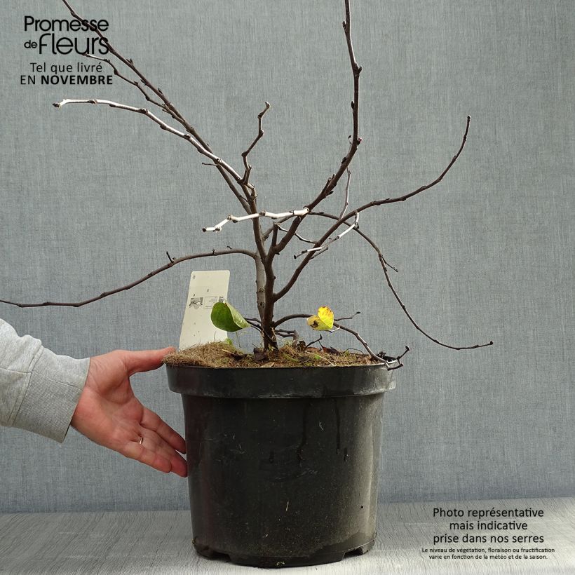 Exemplaar van Cercis siliquastrum - Judasboom Pot van 7,5 l/10 l zoals geleverd in de herfst