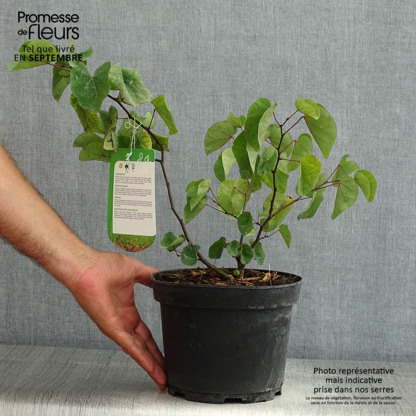 Exemplaar van Cercis siliquastrum - Judasboom Pot van 3 l/4 l zoals geleverd in de zomer