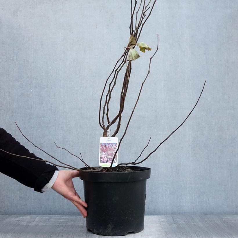Exemplaar van Cercis siliquastrum - Arbre de Judée Pot de 20L/25L zoals geleverd in de herfst