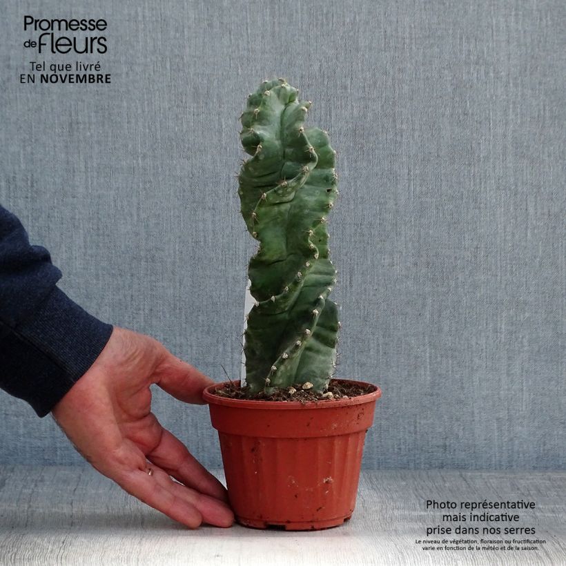 Exemplaar van Cereus forbesii Spiralis - Spiraalcactus Pot van 12 cm / 13 cm zoals geleverd in de herfst