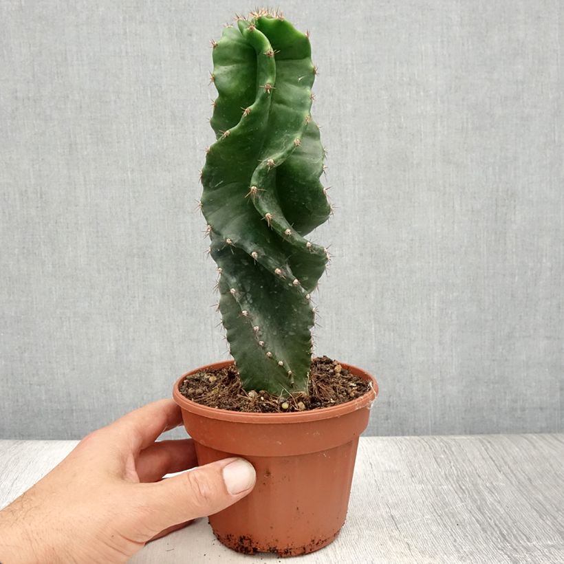Exemplaar van Cereus forbesii Spiralis - Spiraalcactus Pot van 12 cm / 13 cm zoals geleverd in de zomer