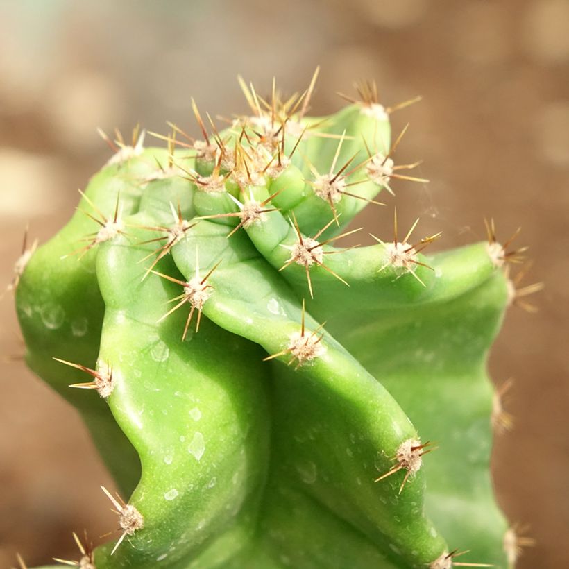 Cereus forbesii Spiralis - Spiraalcactus (Blad)