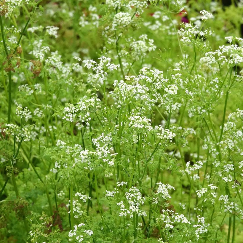Kervel - Anthriscus cerefolium (jonge planten) (Bloei)