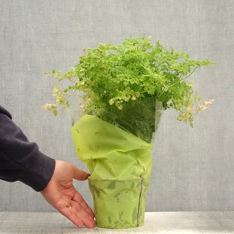 Exemplaar van Kervel - Anthriscus cerefolium (jonge planten) Pot van 1,5 l/2 l zoals geleverd in de zomer