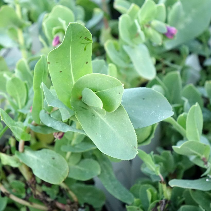 Cerinthe glabra - glanshoningkruid (Blad)